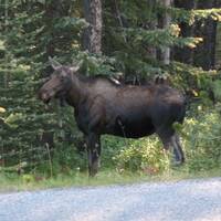 Moose (eland) met kalf