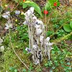 Bijzondere paddenstoel tijdens hike