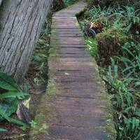 Willowbrae trail, Ucluelet
