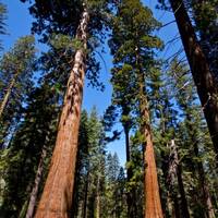 Giant Sequoia's Yosemite
