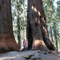 Marijke bij Sequoia Trees