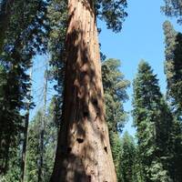 Joost bij een Sequoia Tree, groot! De top is niet te zien.
