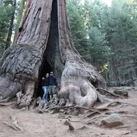 Samen bij grote Sequoia Tree