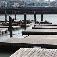 Zeeleeuwen bij Pier 39
