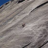Boulderaars op een rots in Yosemite NP