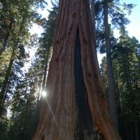 Sequoia's in Mariposa Groove