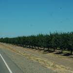 Pistachebomen op de weg naar San Francisco