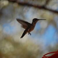 Stijn trekt een mooie fot van de Hummingbirds 