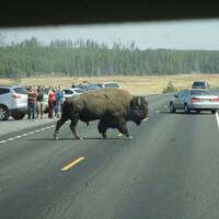 bizon in Yellowstone