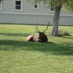 een Deer in Yellowstone