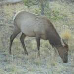 een Elk in Yellowstone