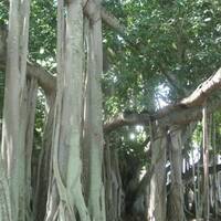 Banyan boom bij Thomas Edison's huis.