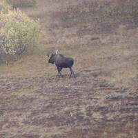 Moose (eland), Denali NP