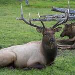 Een Elk (soort hert) in Alaska wildlive center
