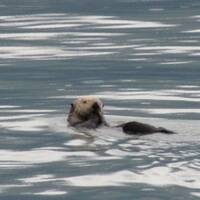 Zeehond bij Valdez in de Golf van Alaska