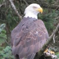 Bald Eagle langs kant v.d. weg bij Valdez