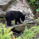 Zwarte beer, bij Valdez