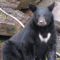 Nog een keer de zwarte beer bij Valdez