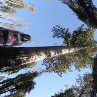 Mariska bij de sequoia boom