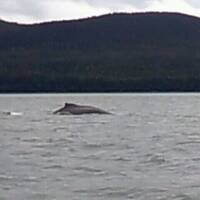 Whalewatching in Juneau