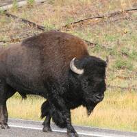 Bison in Yellow Stone