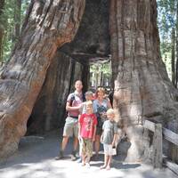 Tunnel Tree, Mariposa Grove, Yosemite NP