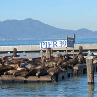 zeeleeuwen op pier 39
