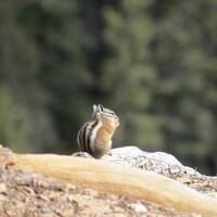 grond eekhoorntje in Bryce Canyon