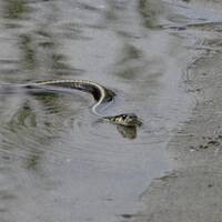 Gartner snake