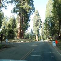 Onderweg naar Sequoia National Park