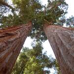sequoia 5