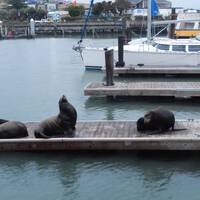 Zeeleeuwen in de havens van San Francisco