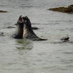 zeeolifanten aan de kust van Californië