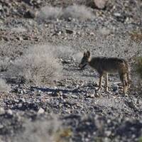 Coyote in Death Valley