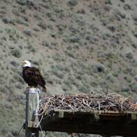 Bald Eagle op nest