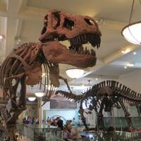 De Dino room in het Natural history Museum