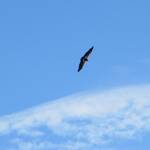 Een Condor boven de Grand Canyon