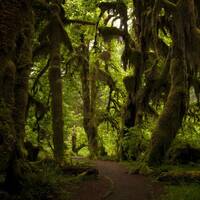 Hoh Rain Forest Trail