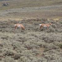 2 Grazende Pronghorns ook wel Gaffel Antilope genoemd
