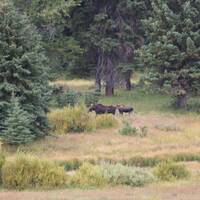 Koe  en kalf Moose, een herten soort