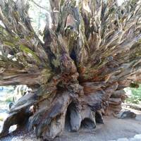 Het wortelstelsel van een omgevallen sequoia 