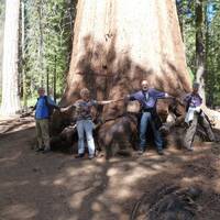 JaJaLeMa kunnen deze sequoia met een doorsnee van 30 meter, die x jaar oud is, niet omvatten