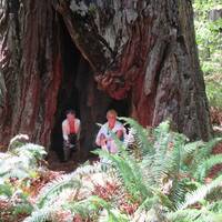 In de holte van een reuzen Sequoia!