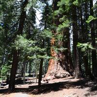 sequoia park