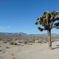 'Joshua Tree' in Death Valley