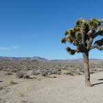 'Joshua Tree' in Death Valley