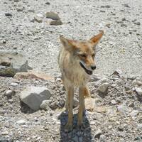 Coyote bij uitgang Death Valley