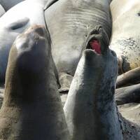 Jonge zeeolifanten aan het 'sparren' 