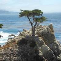'The Lone Cypress', meer dan 250 jaar oud