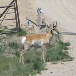 Pronghorn antilope